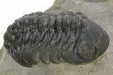 Austerops Trilobite With Gerastos - Ofaten, Morocco #363028-5